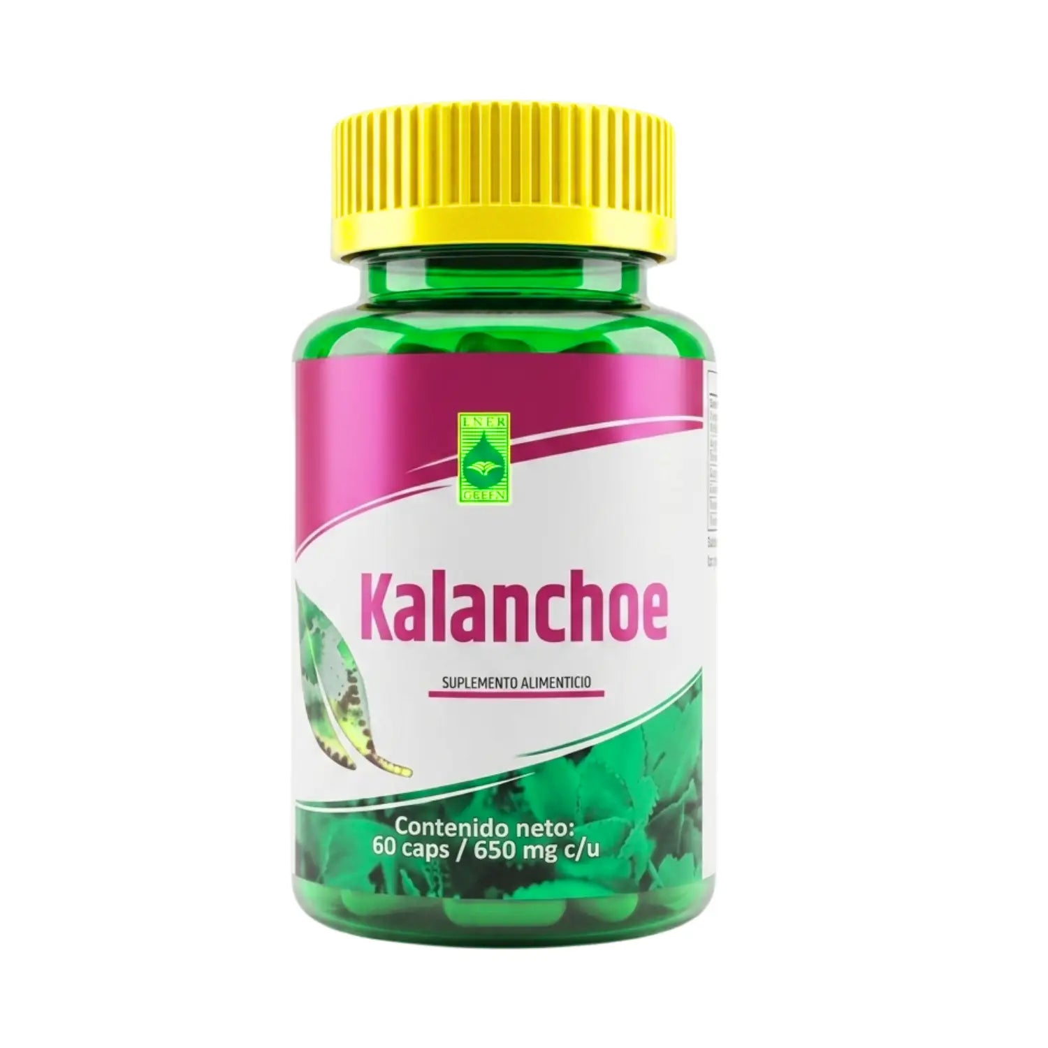 Kalanchoe ; 60 cápsulas de 500mg, energreen.