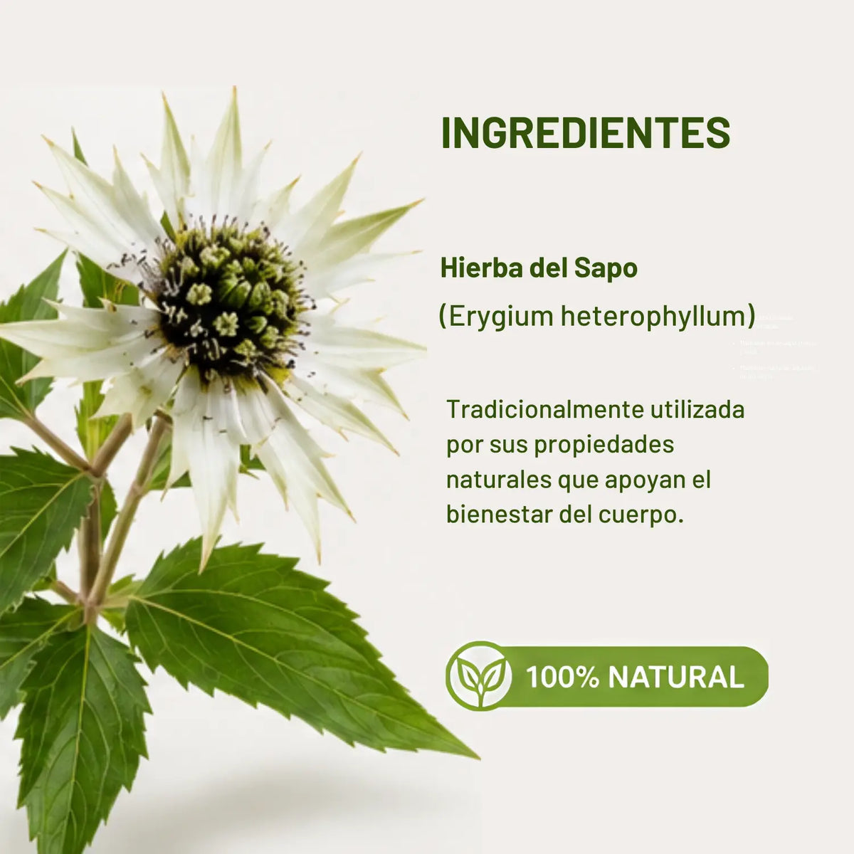Hierba del Sapo Cápsulas